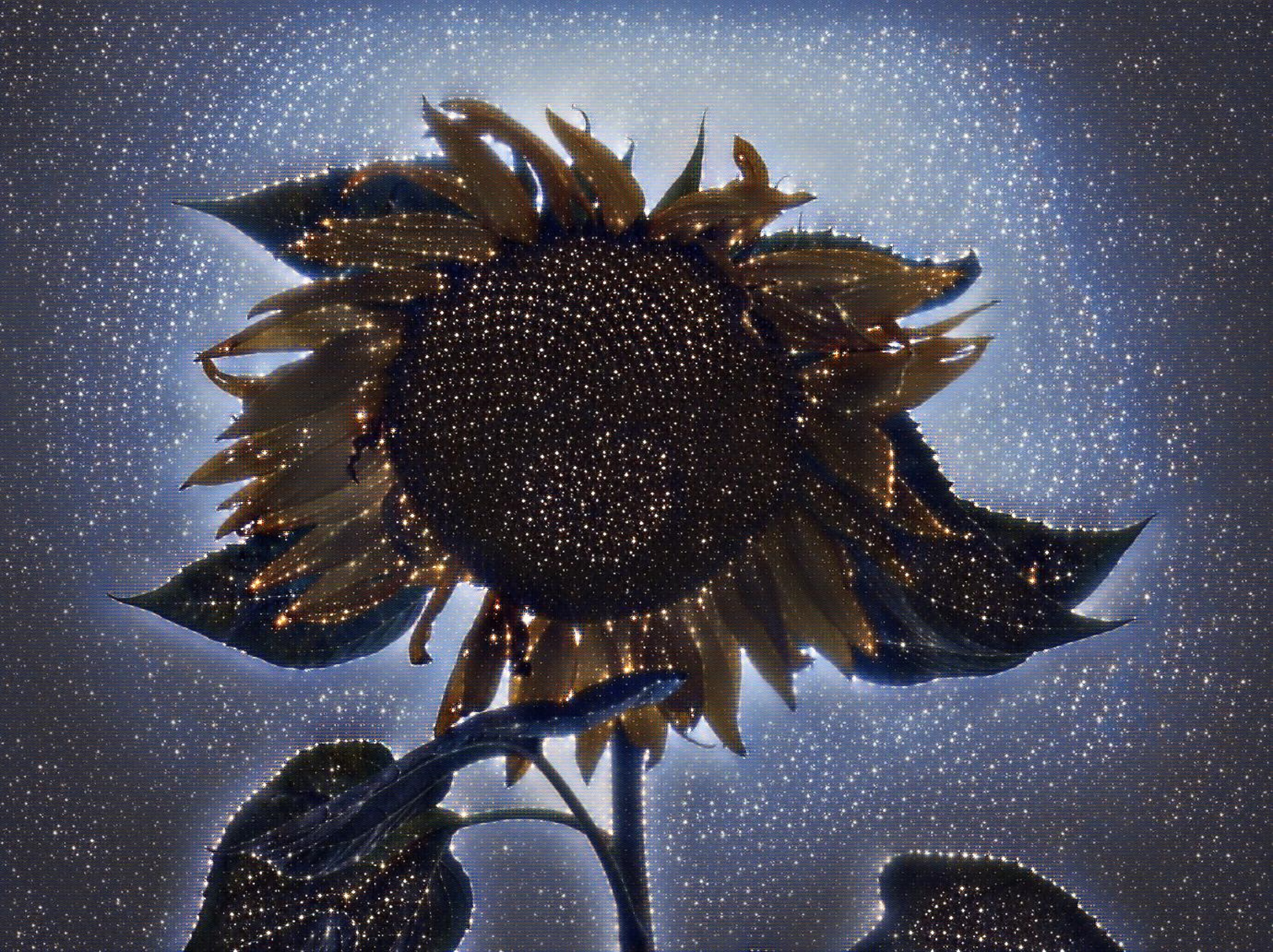 Photo of a sunflower taken by me with Space effect on LunaPic.com Photo of a sunflower taken by me with Space effect on LunaPic.com