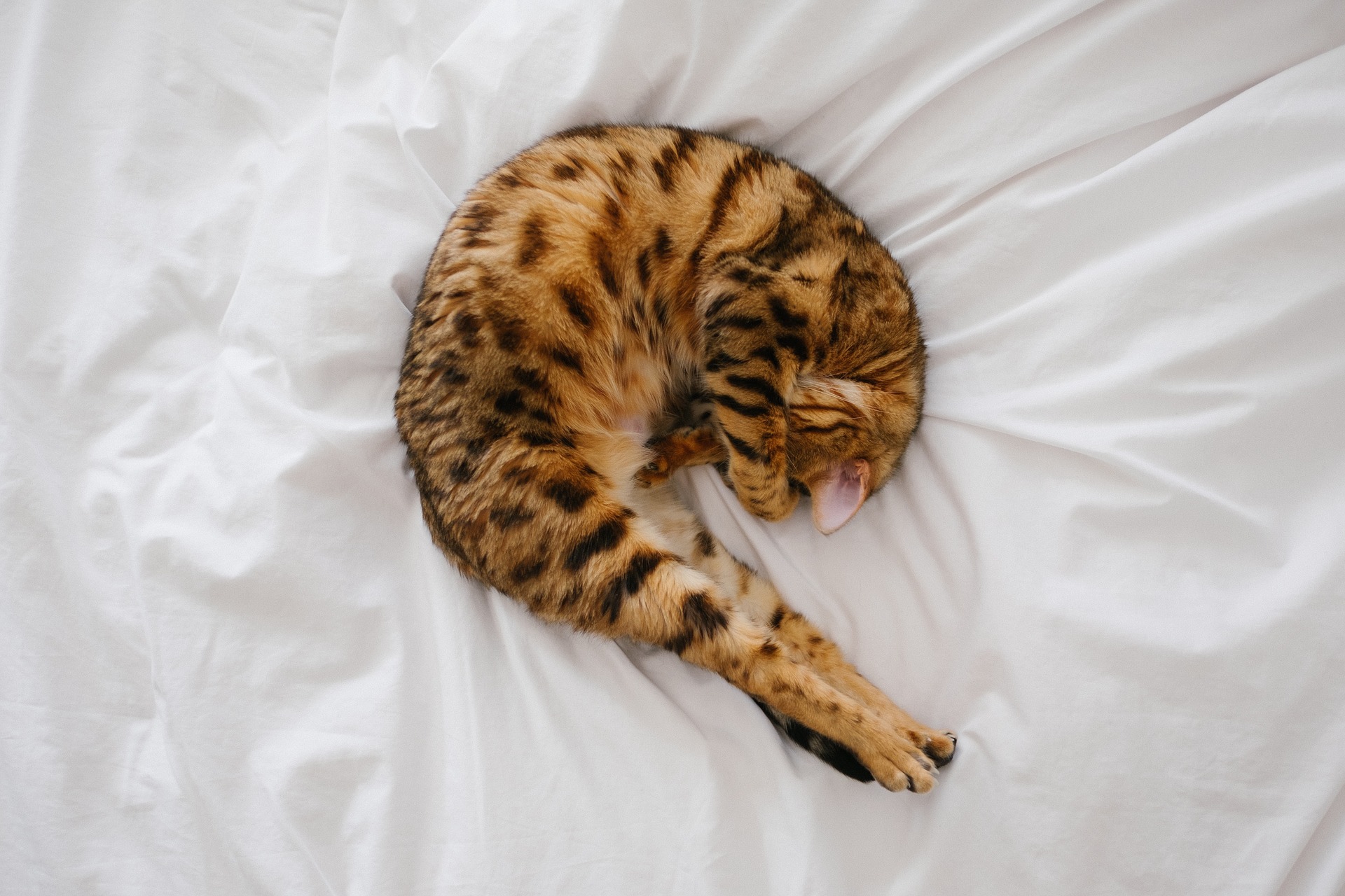 At least the Mullahs cat was warm on their bed At least the Mullahs cat was warm on their bed