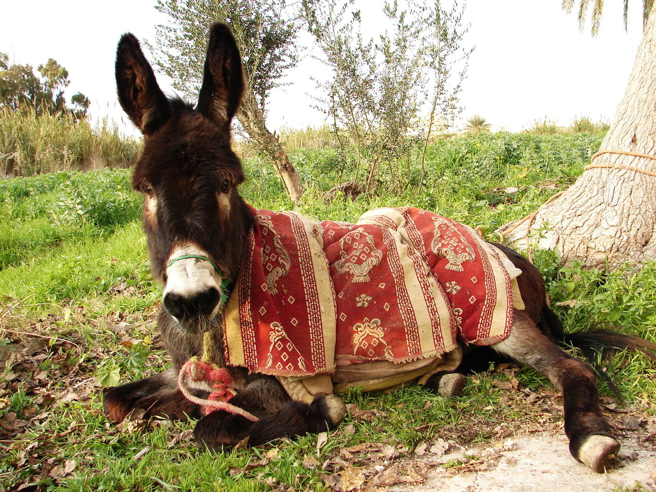 The Mullahs second donkey wearing his donkey rug The Mullahs second donkey wearing his donkey rug