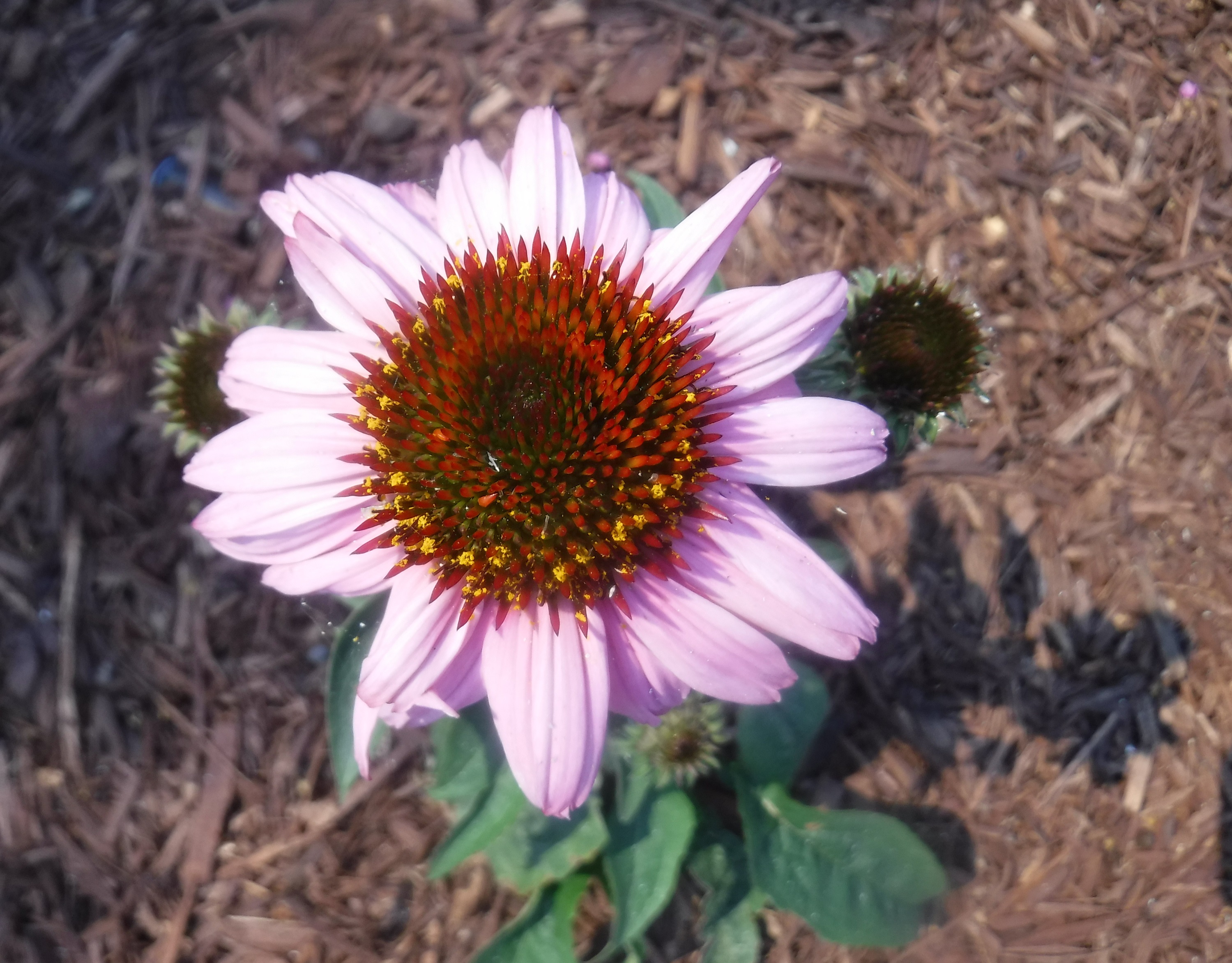Photo taken by me 8-21-20 Photo taken by me 8-21-20