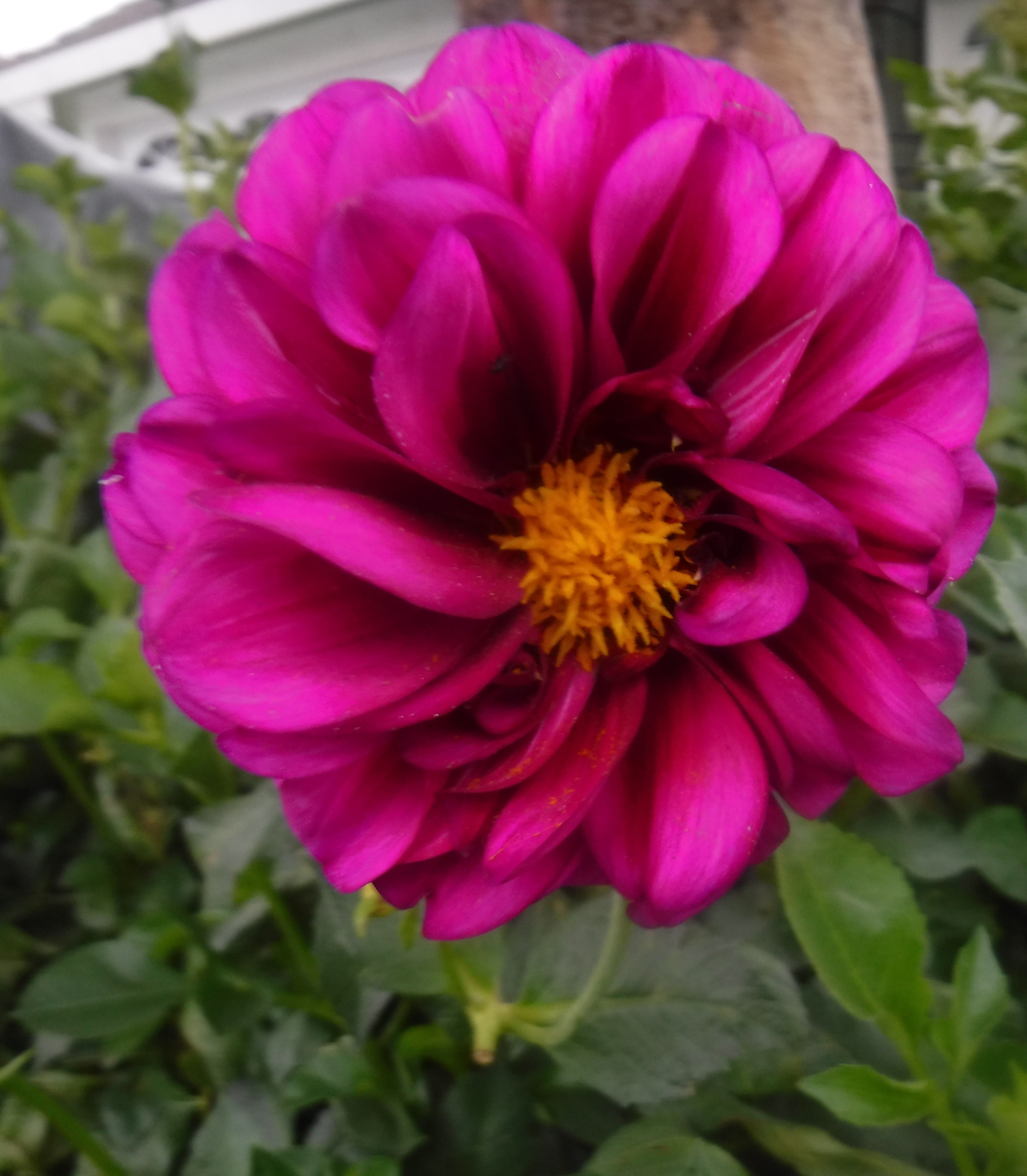 Photo taken by me 9-13-20 Photo taken by me 9-13-20