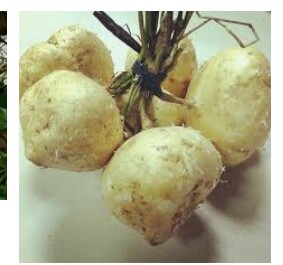jicama jicama