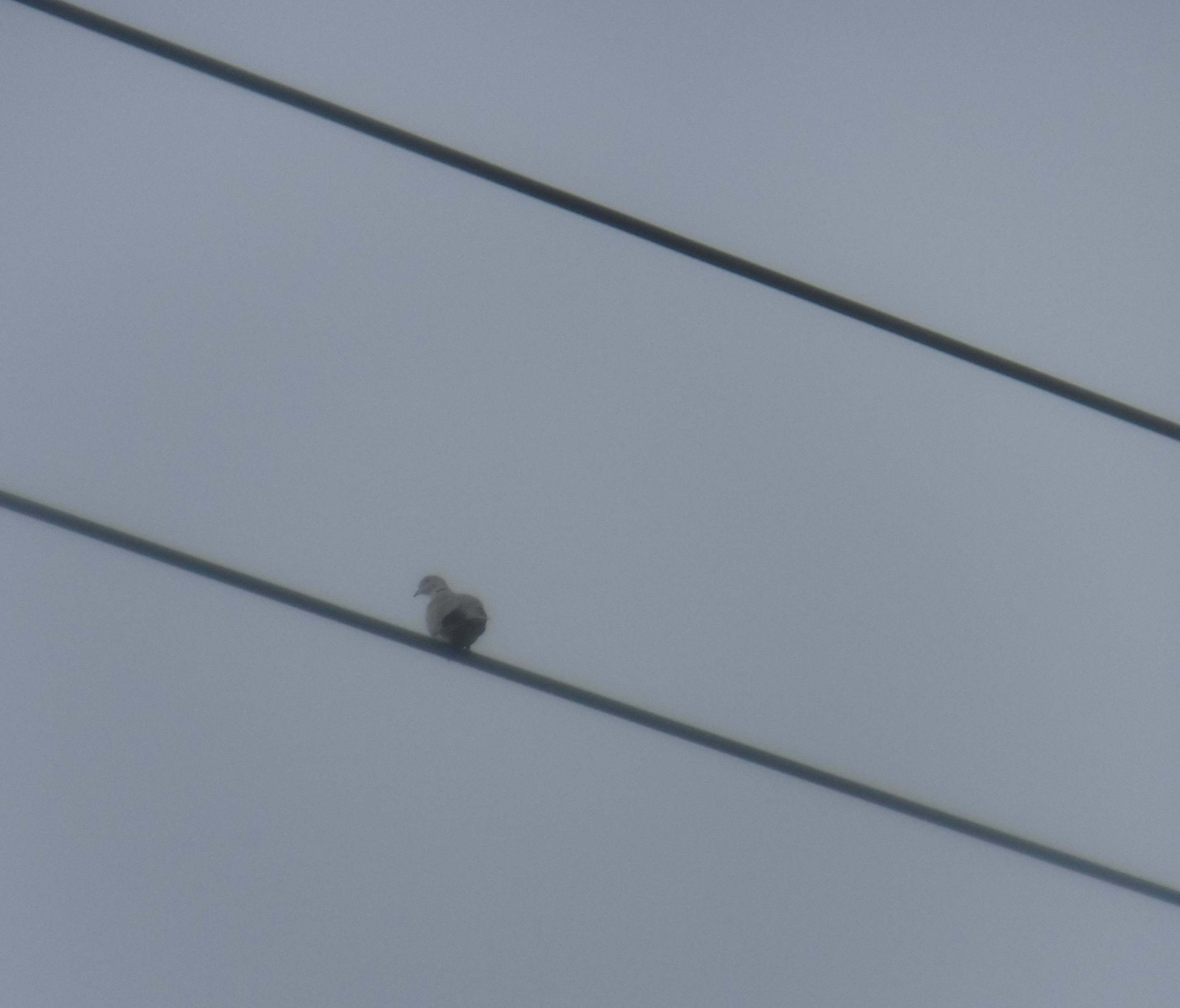 Photo I took of a dove Photo I took of a dove