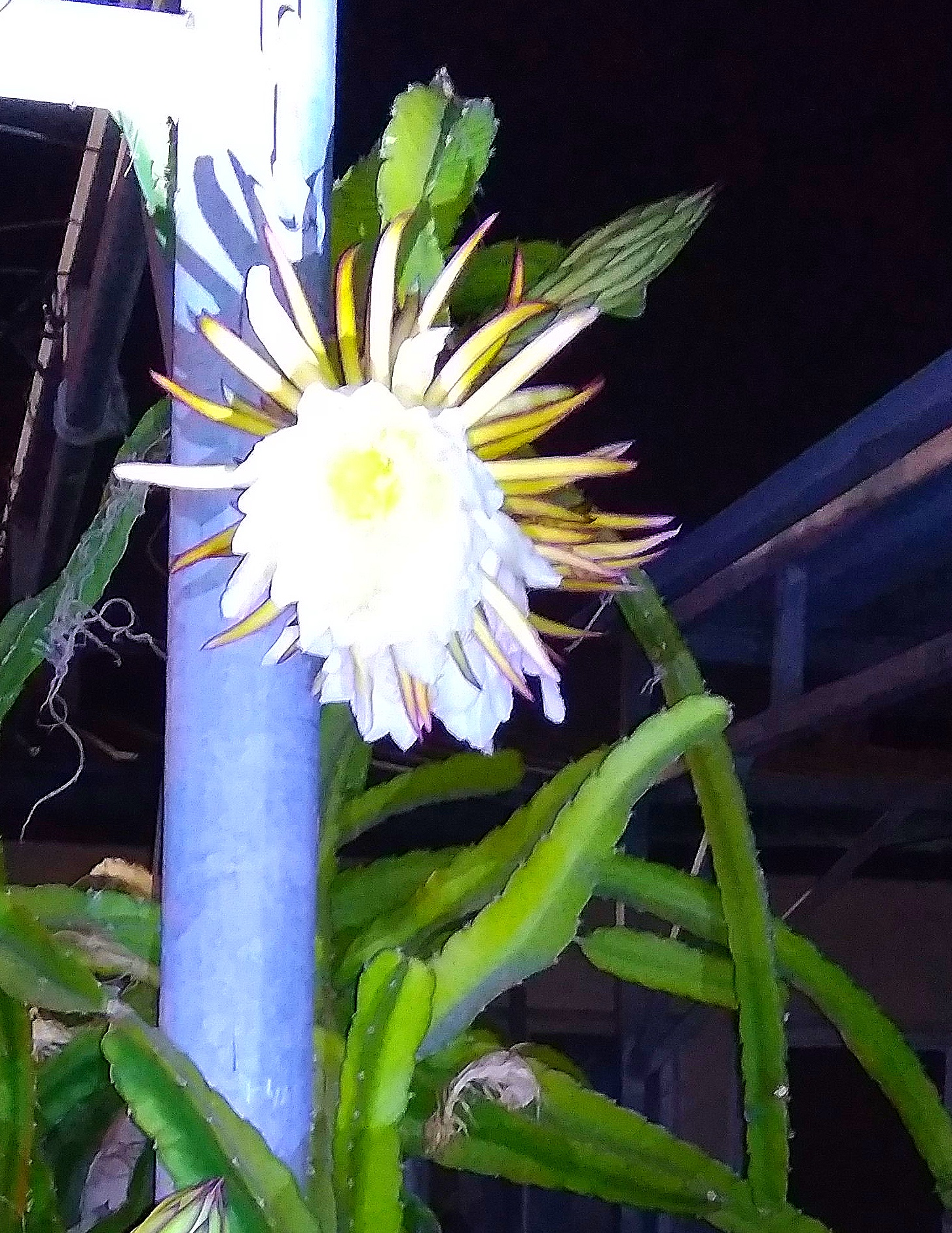 climbing cactus flowet