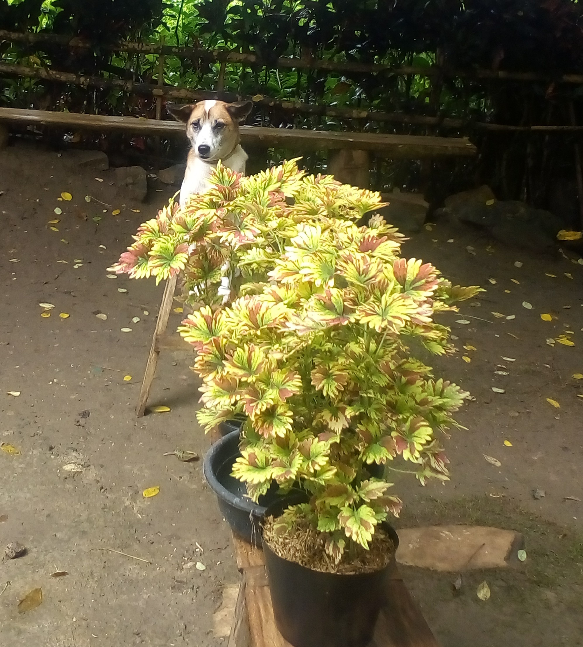 photo is mine