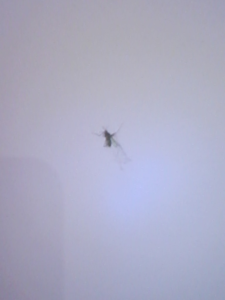 mosquito mosquito