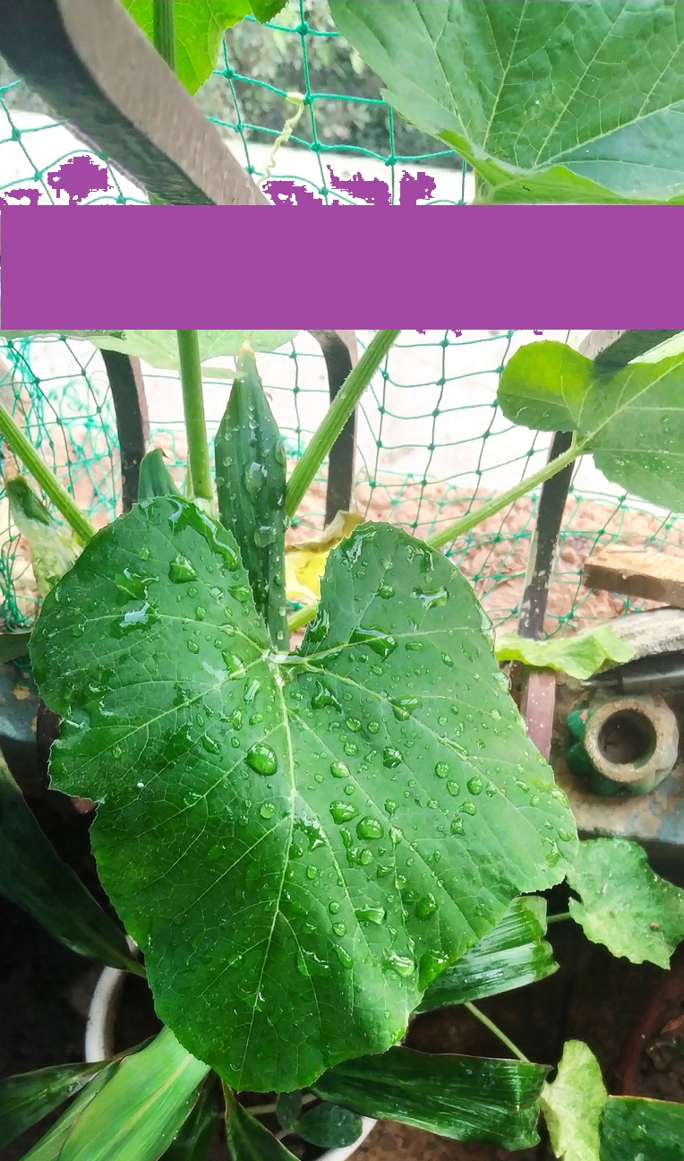 Pumpkin leaves in the Pumpkin plant