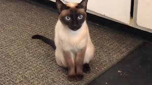 My future cat My future cat