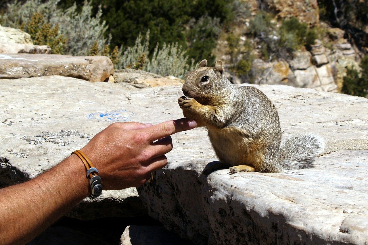If you feed a gopher it will always stick around your house If you feed a gopher it will always stick around your house