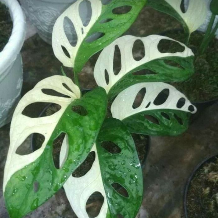 Ornamental plants "Janda Bolong"