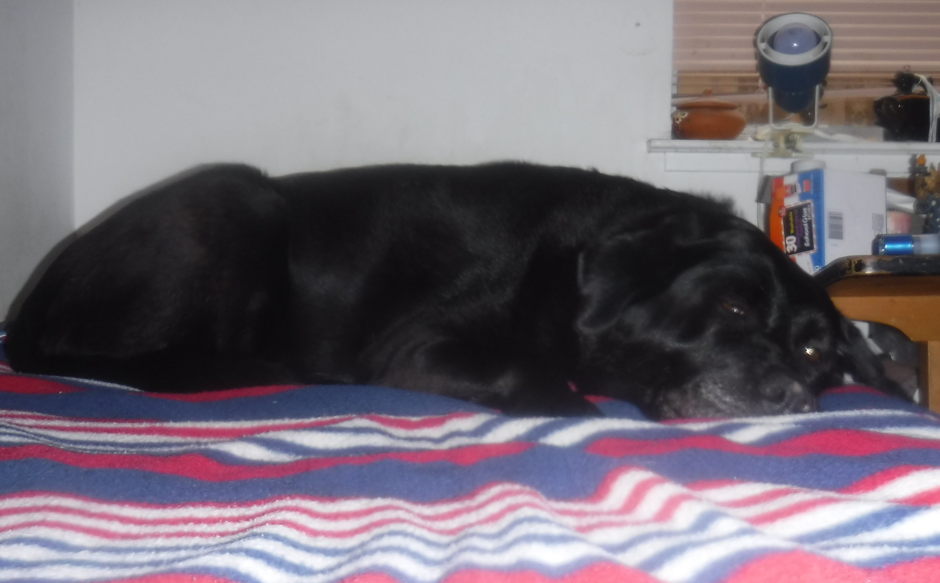 Photo I took of Angel on my bed 10-14-20 Photo I took of Angel on my bed 10-14-20