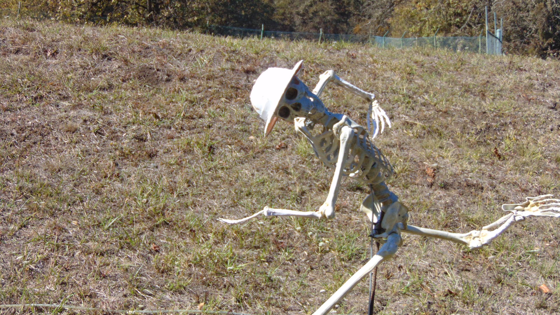 Skelton