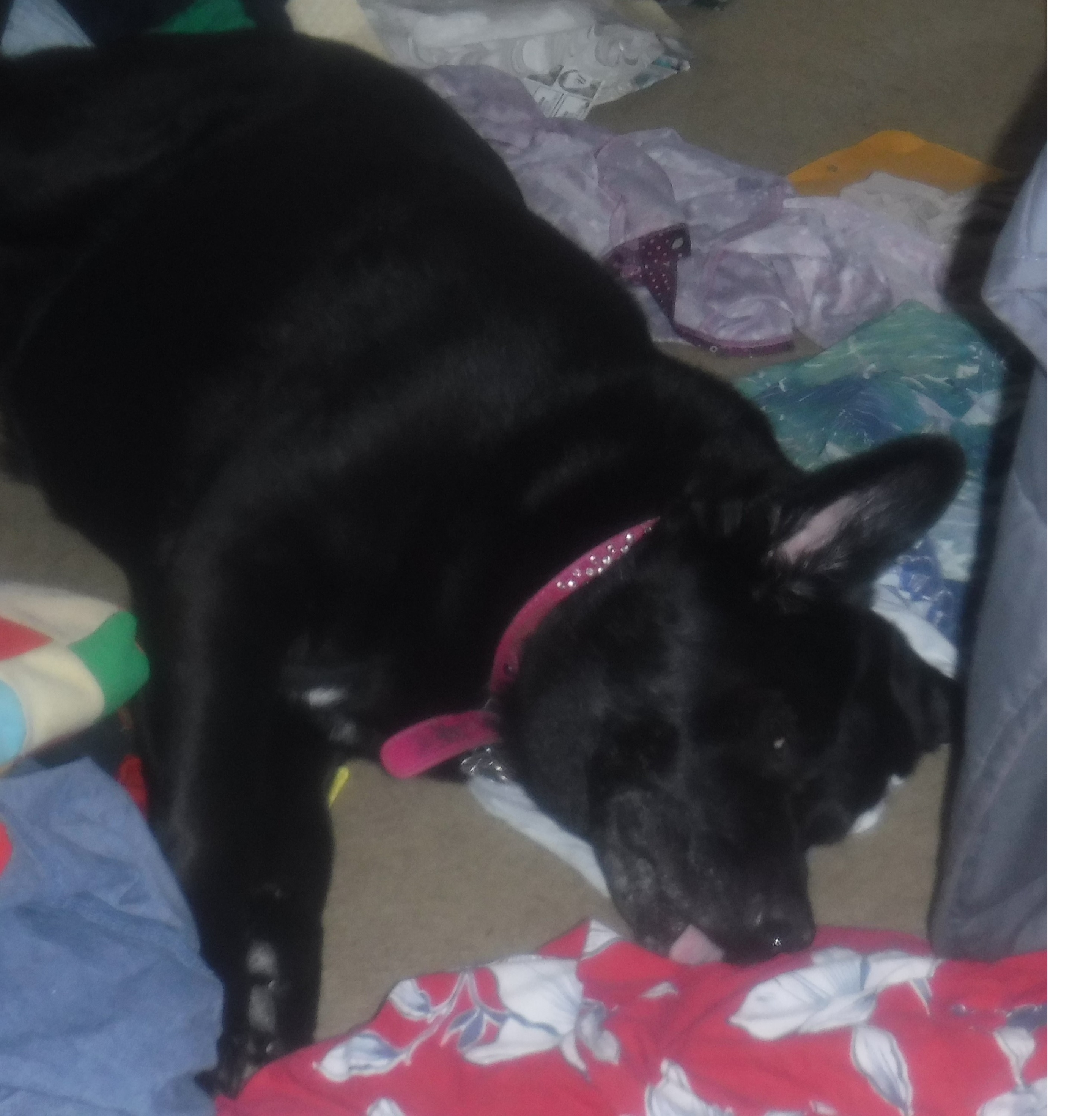 Photo I just took of Angel on my floor Photo I just took of Angel on my floor