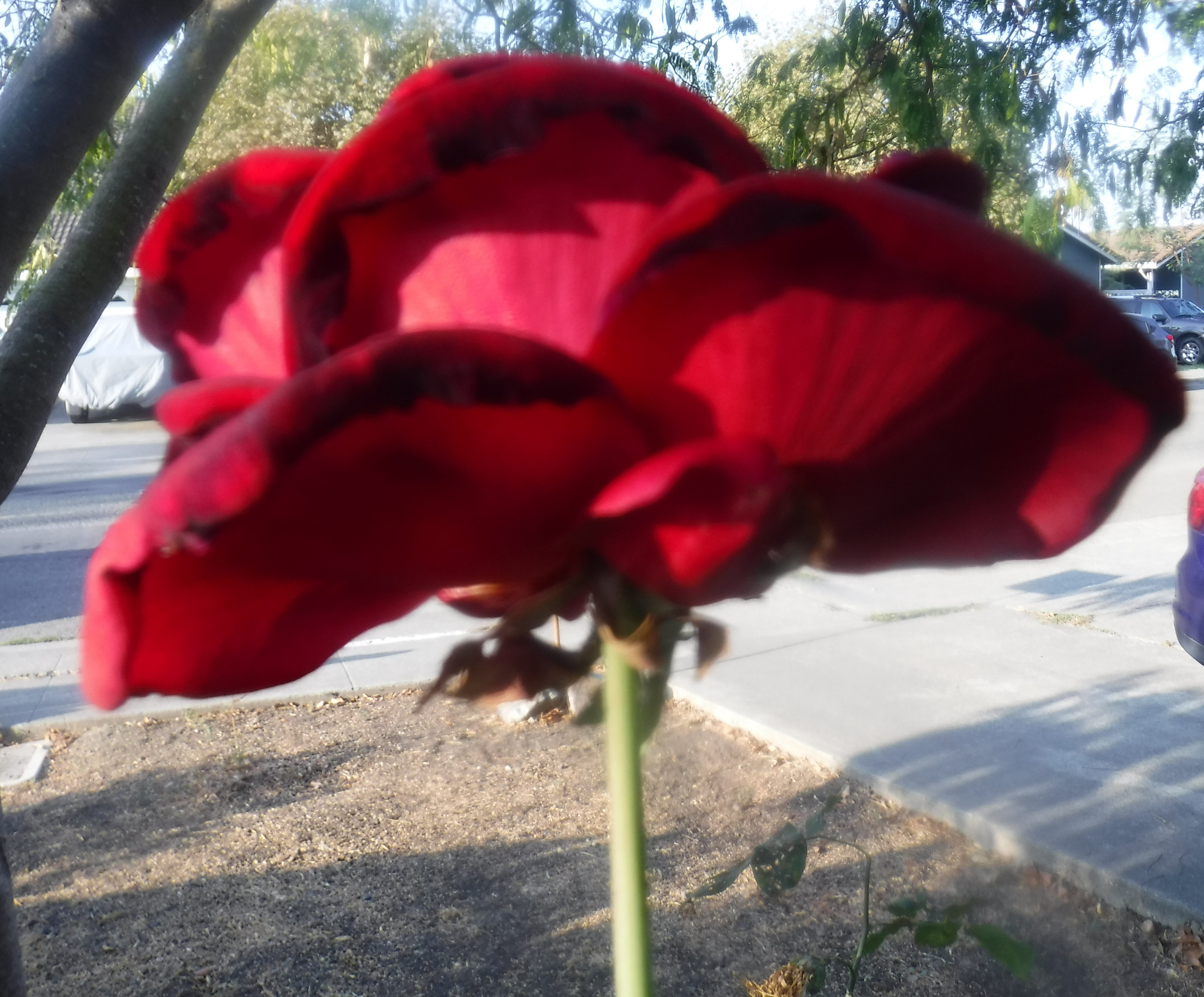 Photo taken by me 9-21-20 Photo taken by me 9-21-20