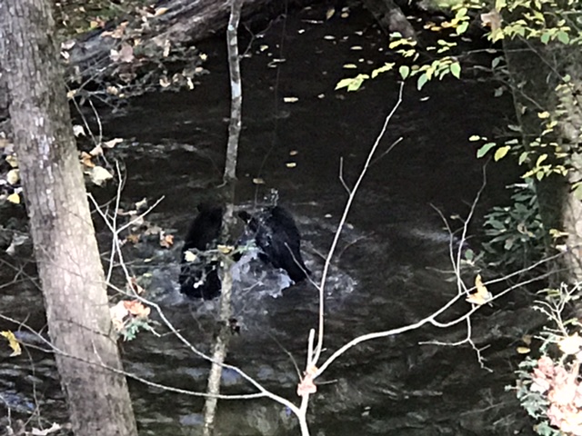 Two bear cubs enjoying a splash in the creek on the Roaring Fork Motor Nature Trail.  Photo taken by and the property of FourWalls.