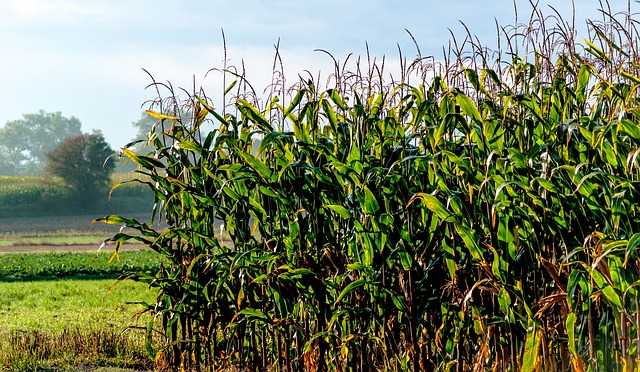 corn field corn field