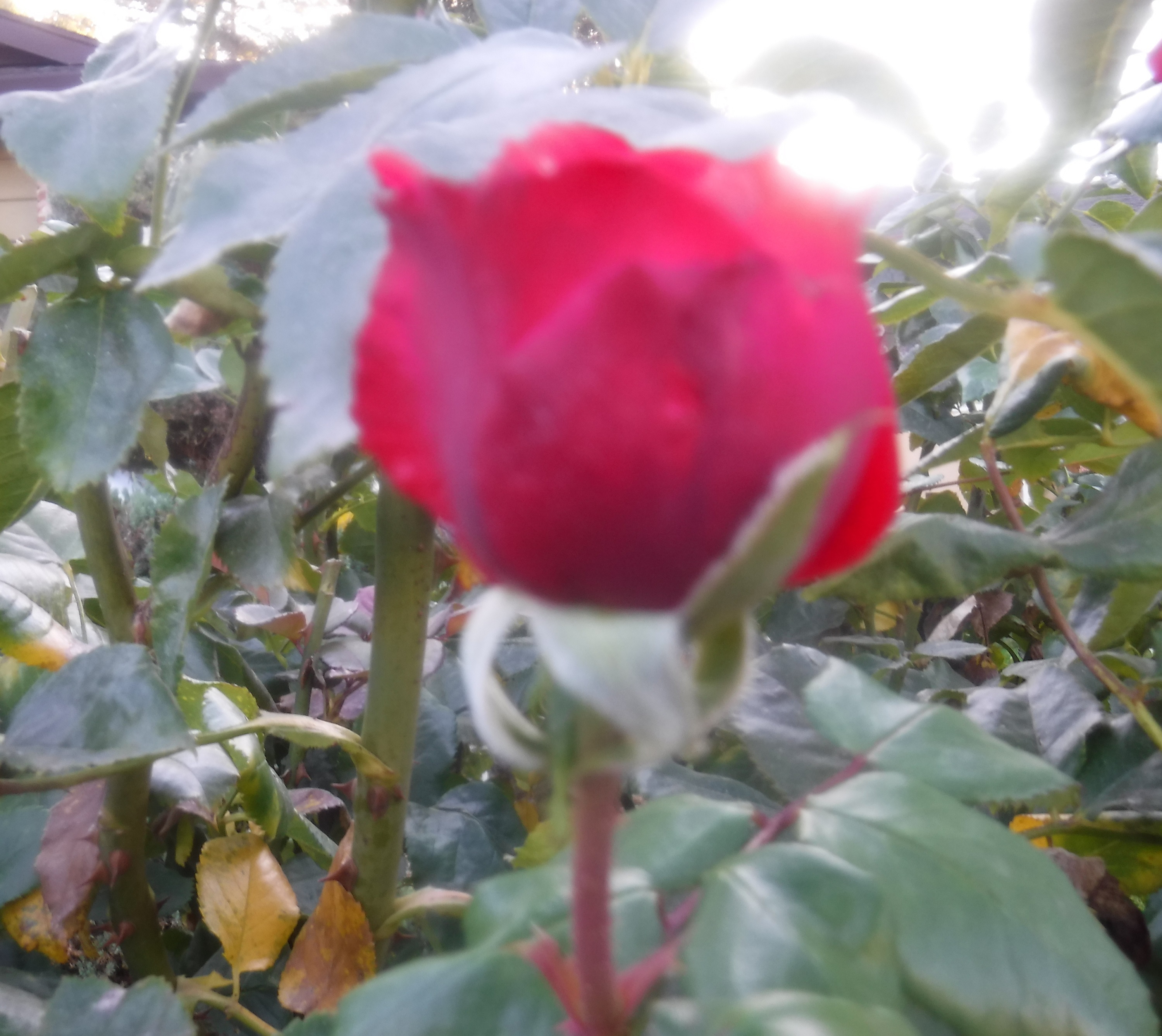 Photo taken by me 10-22-20 Photo taken by me 10-22-20