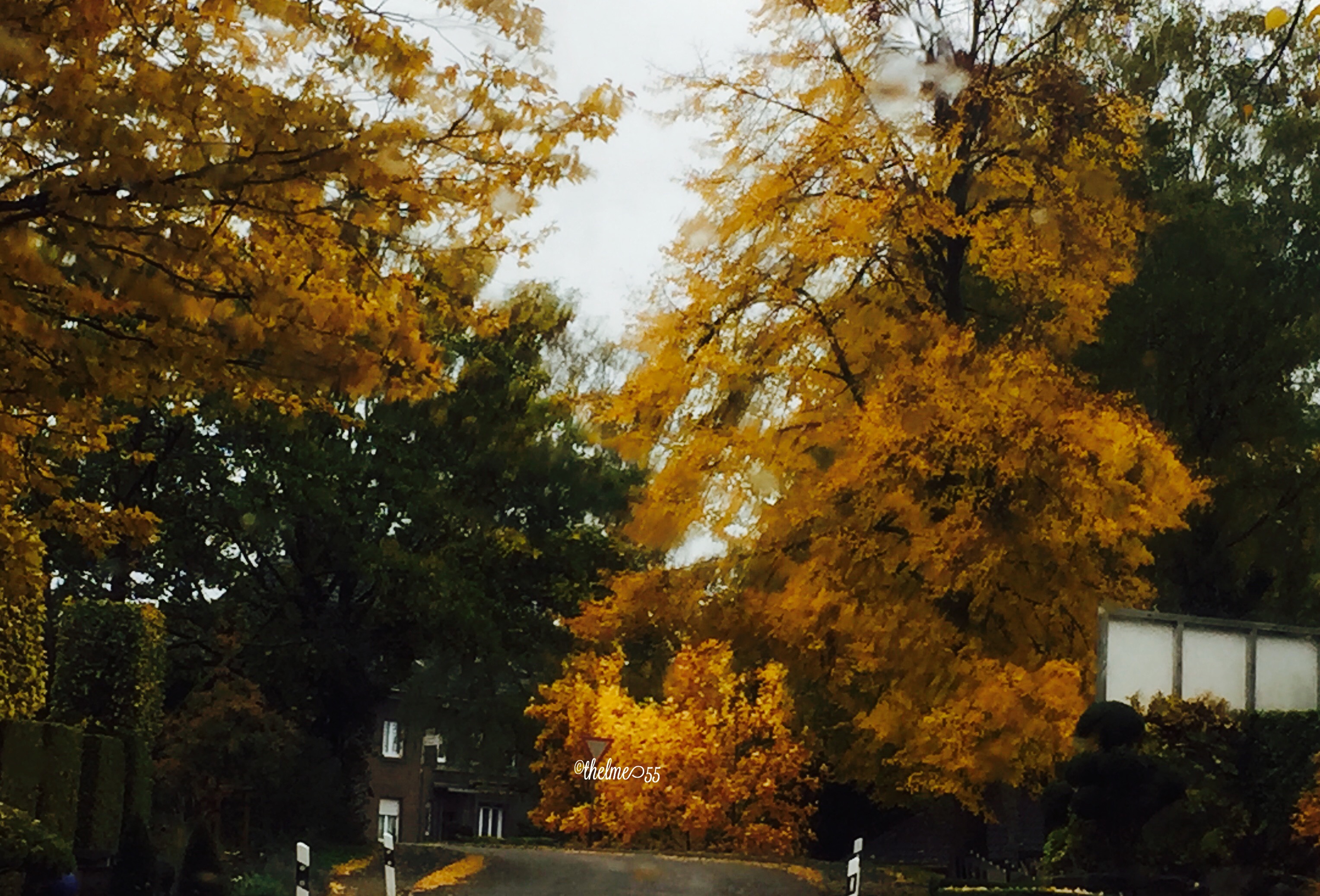 Autumn landscape