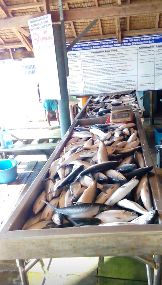 Sorting of Bangus or Milk Fish