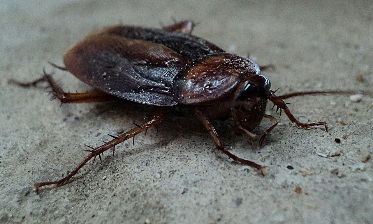 This cockroach had five lives before it succumbed finally to the foot of its master. This cockroach had five lives before it succumbed finally to the foot of its master.