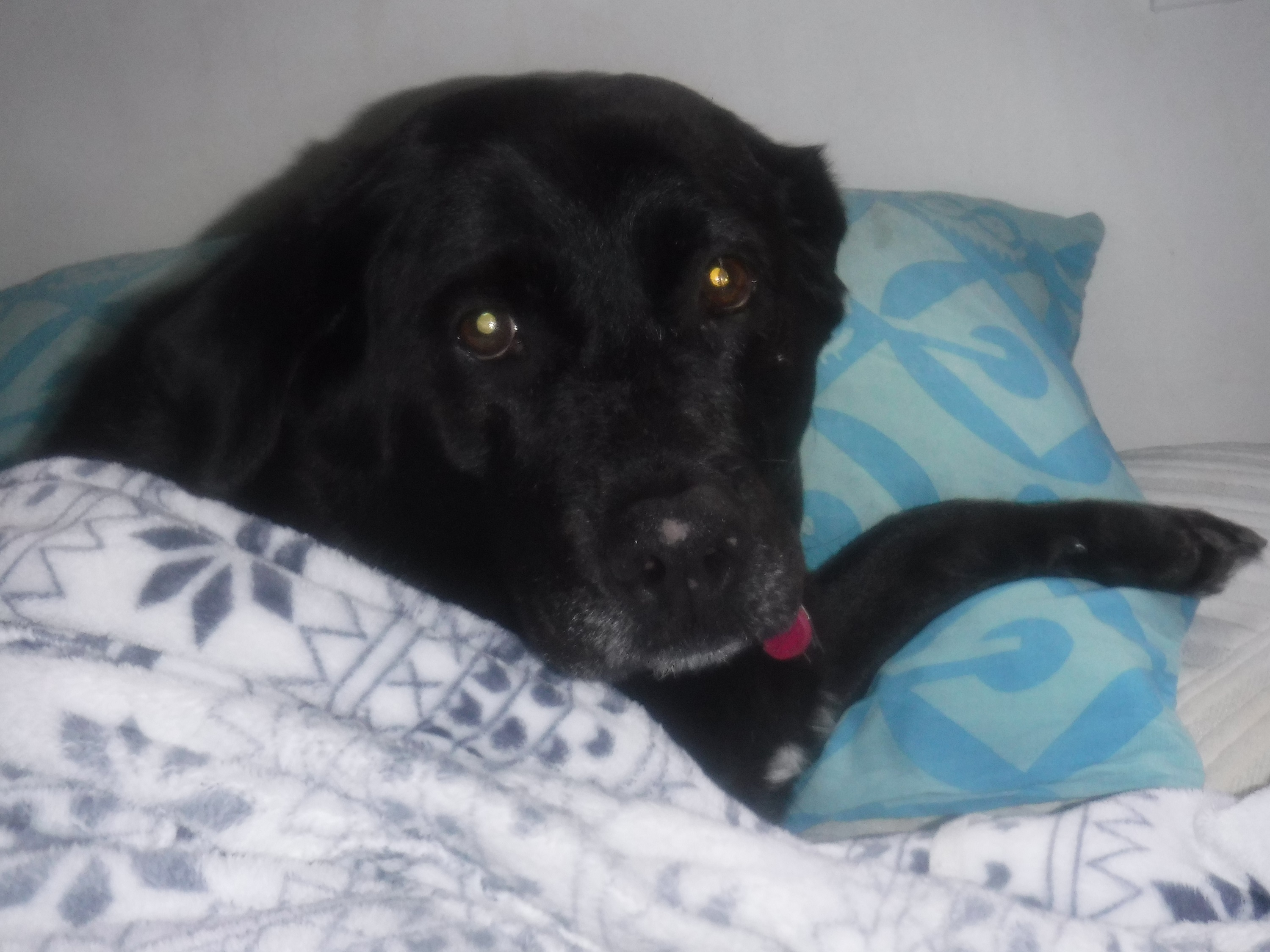 Photo I took of Angel on my bed 11-6-20 Photo I took of Angel on my bed 11-6-20