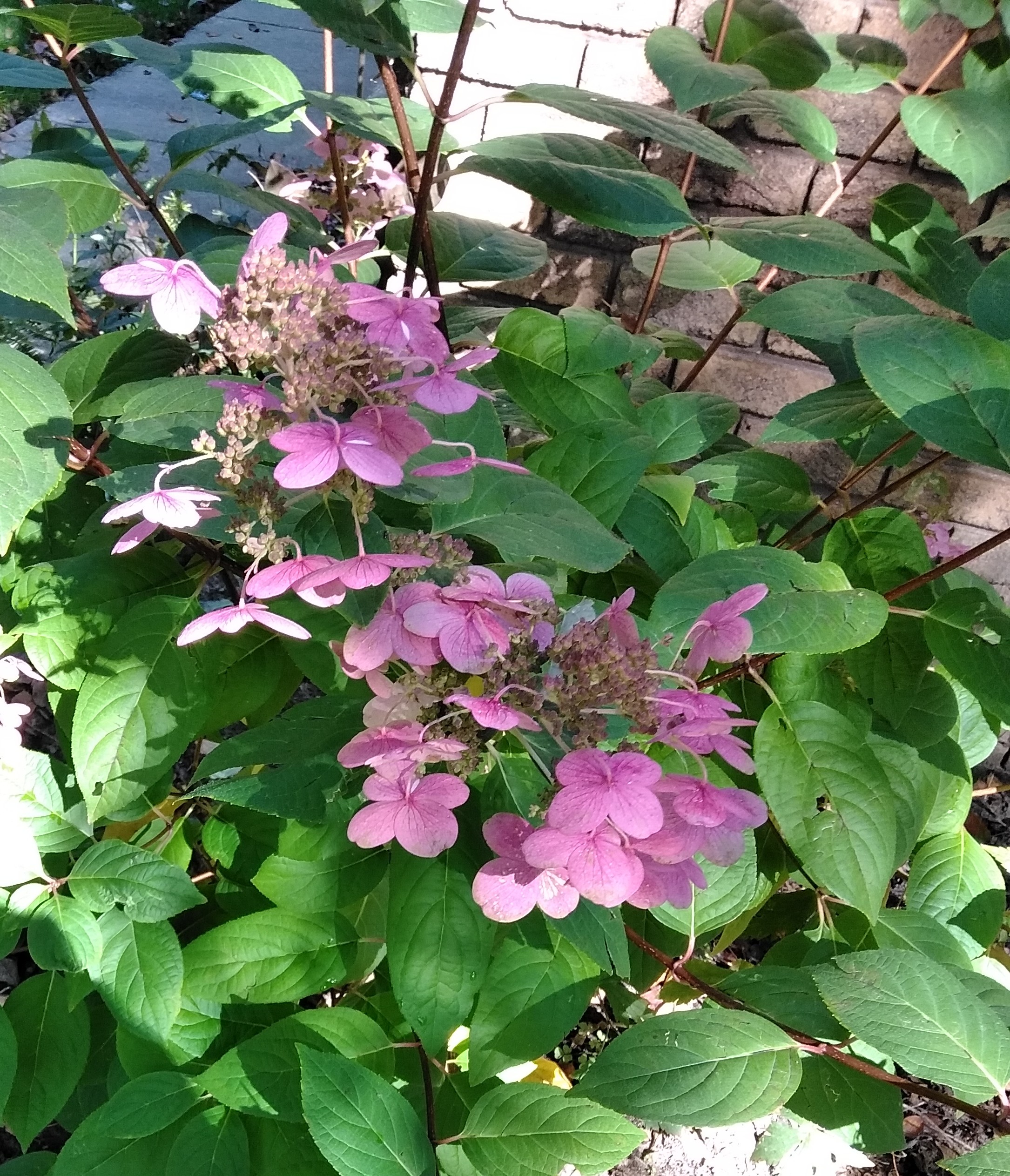A hydreangea at a customer's home A hydreangea at a customer's home