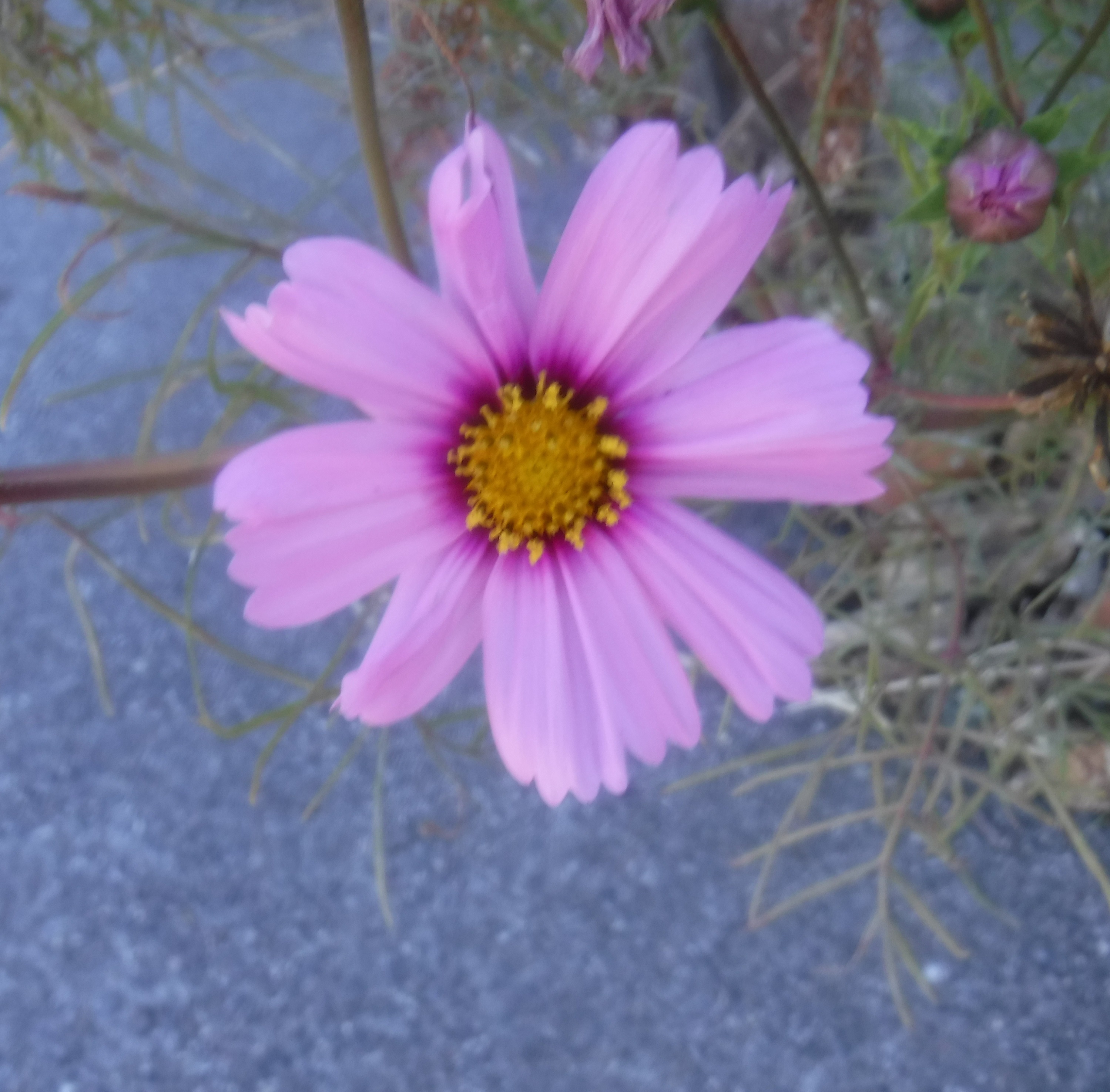 Photo taken by me 11-7-20 Photo taken by me 11-7-20