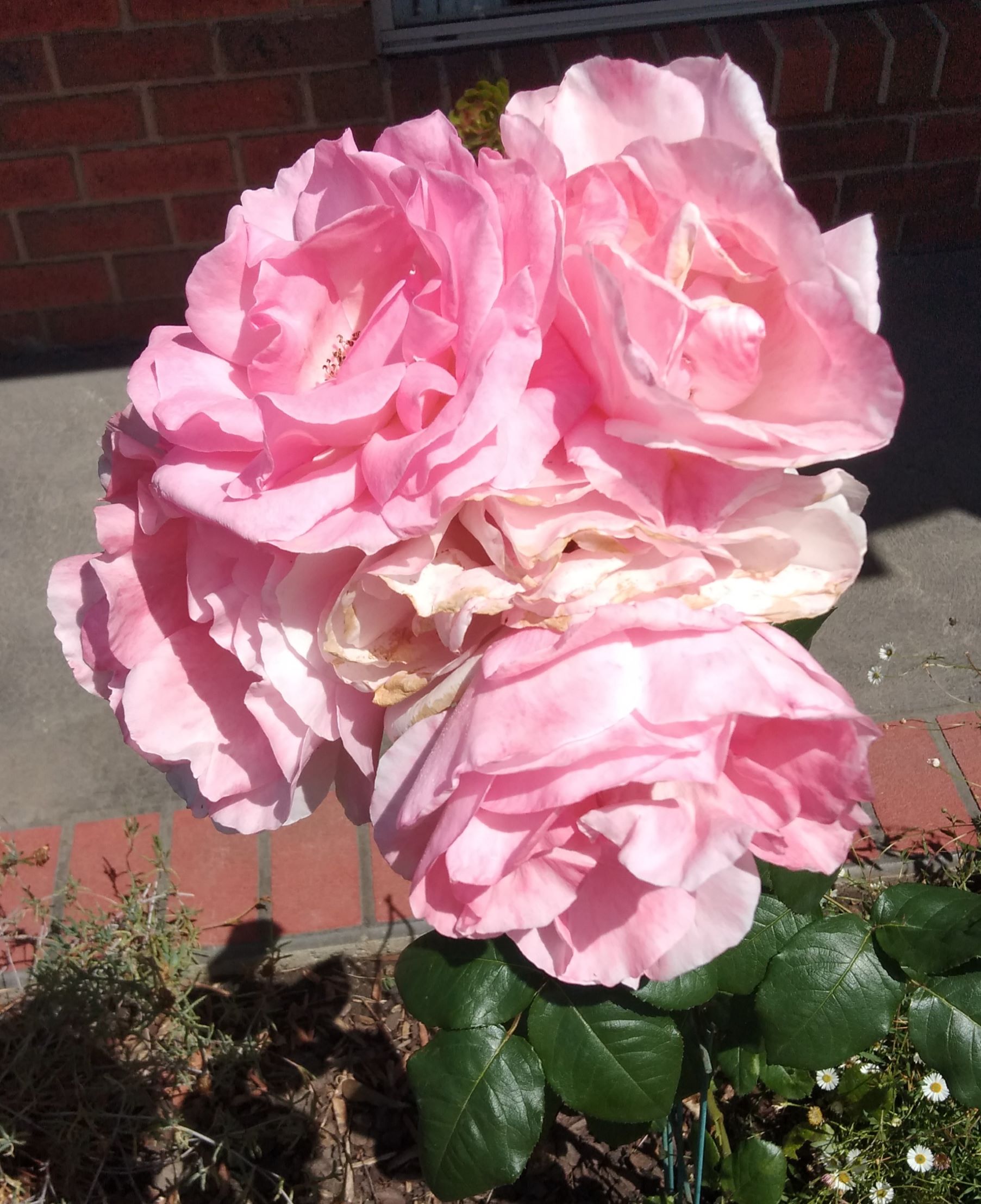 I was the browned off rose in the bunch, when out of my moment of love. I was the browned off rose in the bunch, when out of my moment of love.