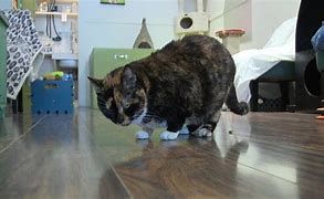 Eight years later a missing cat returns to his owner in Pennsylvania Eight years later a missing cat returns to his owner in Pennsylvania