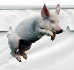 Pigs Can't fly! - A pig flying, haha.