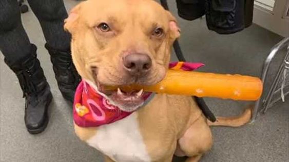 A dog named Ciabatta finally finds a home after two years in an animal shelter 