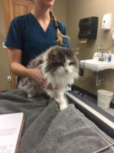 A veterinarian with the female cat Fluffy in Montana A veterinarian with the female cat Fluffy in Montana