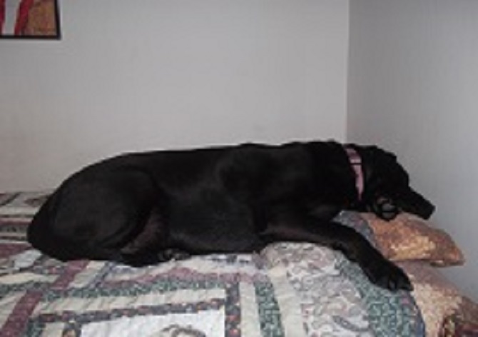 Photo I took of Angel on my bed Photo I took of Angel on my bed