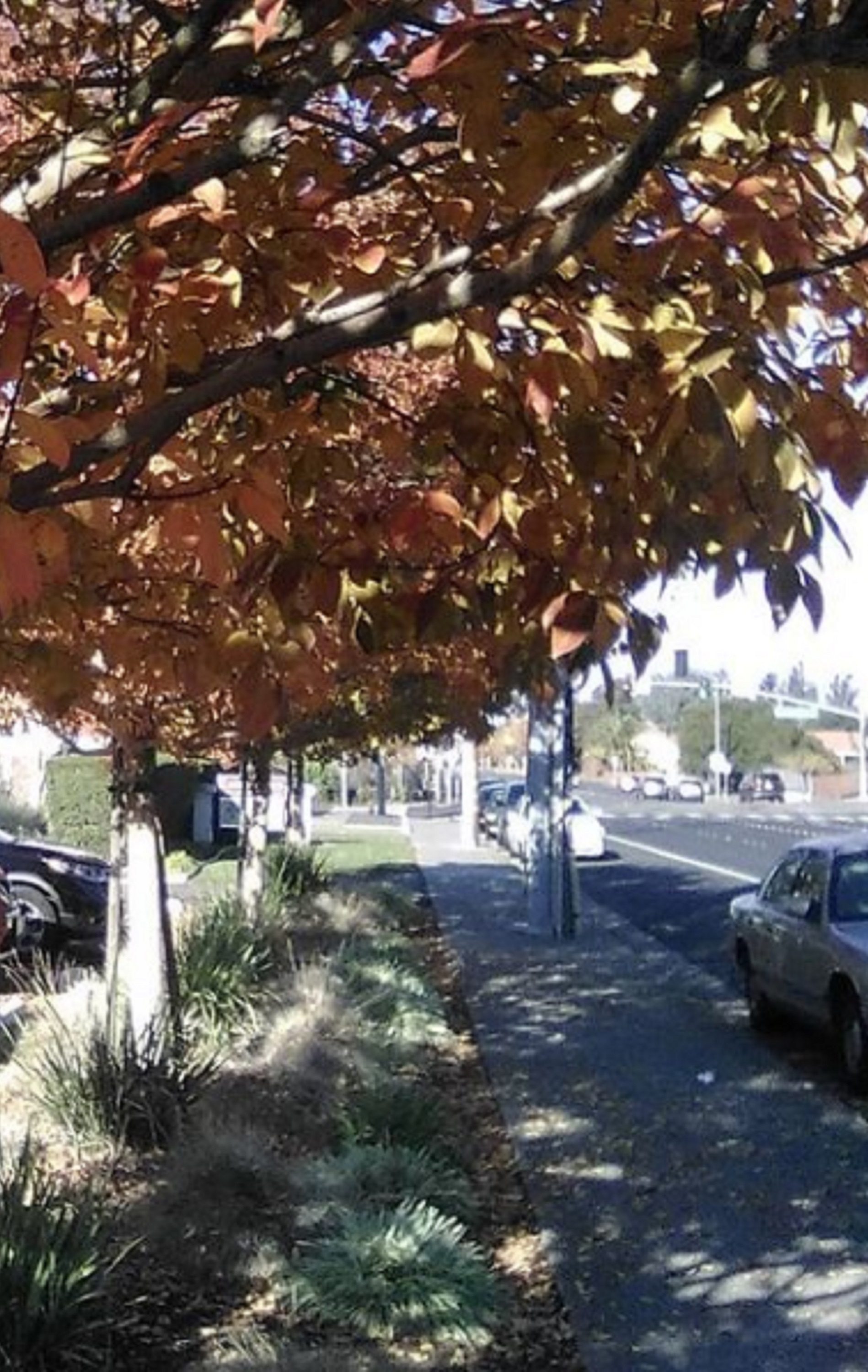 Photo I took in front of church parking lot 11-30-20 Photo I took in front of church parking lot 11-30-20