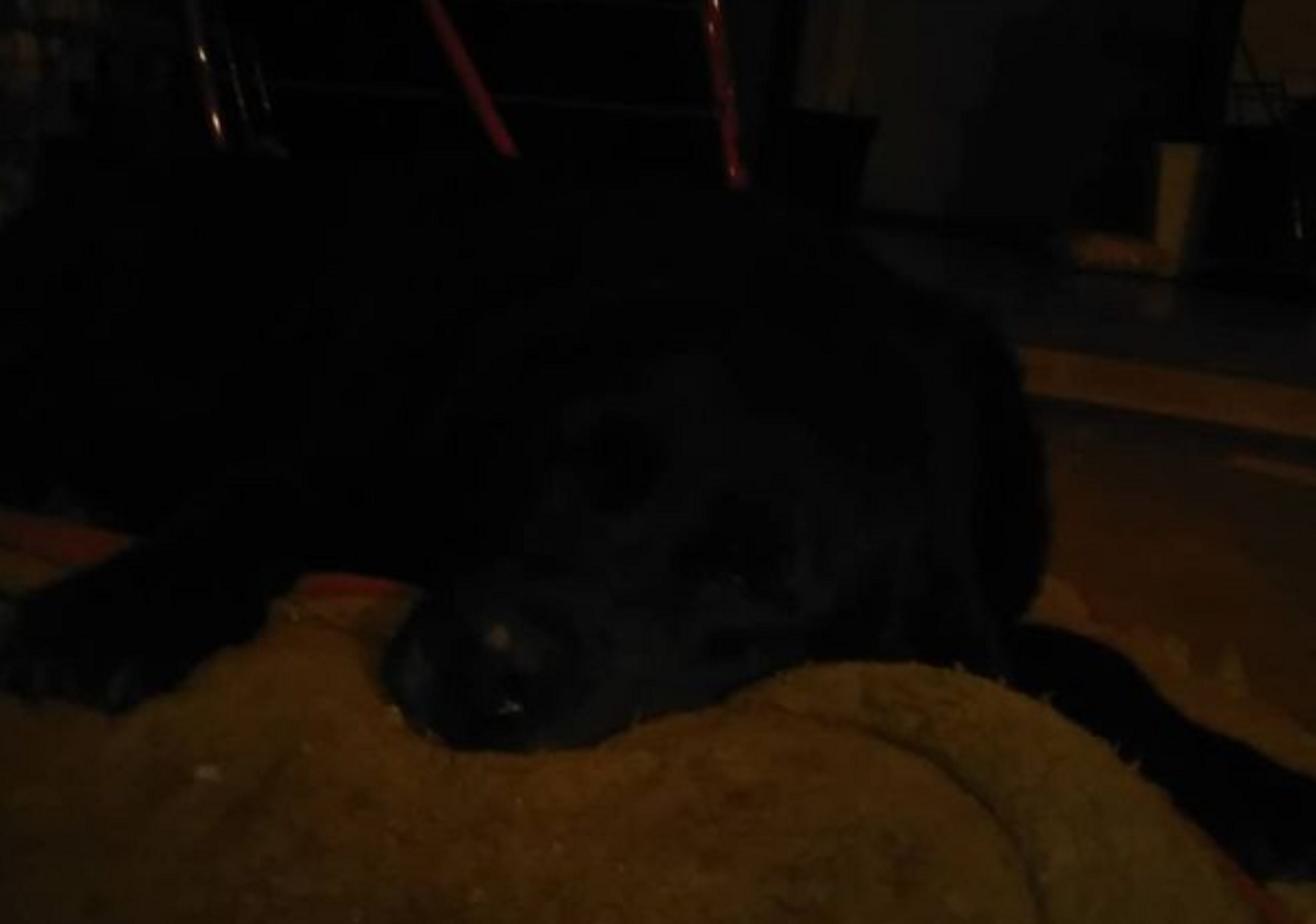 Angel asleep on her bed/cushion--another terrible photo taken with my camera Angel asleep on her bed/cushion--another terrible photo taken with my camera