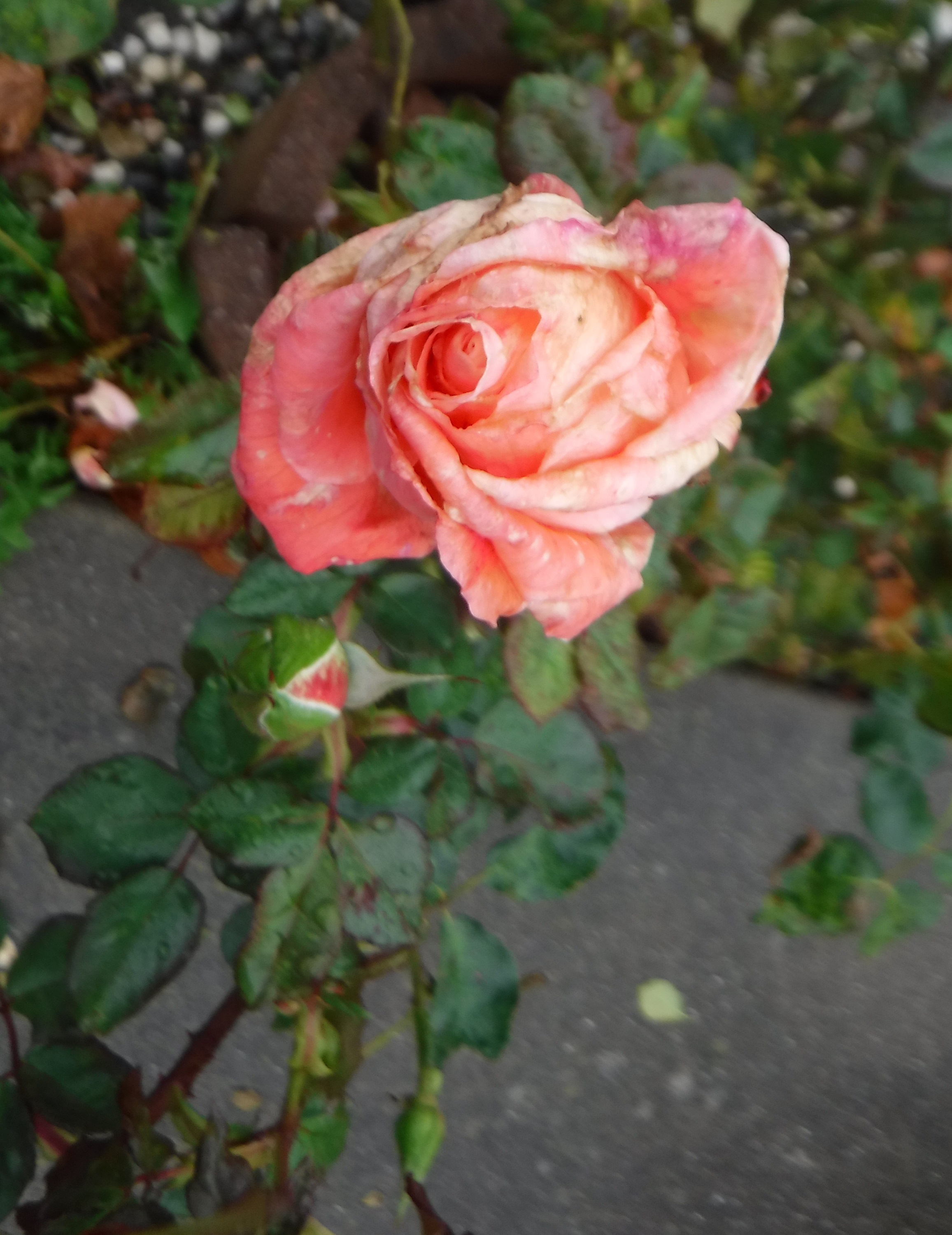 Photo taken by me 12-11-19