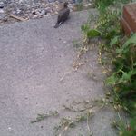 Photo I took of a dove in the yard Photo I took of a dove in the yard