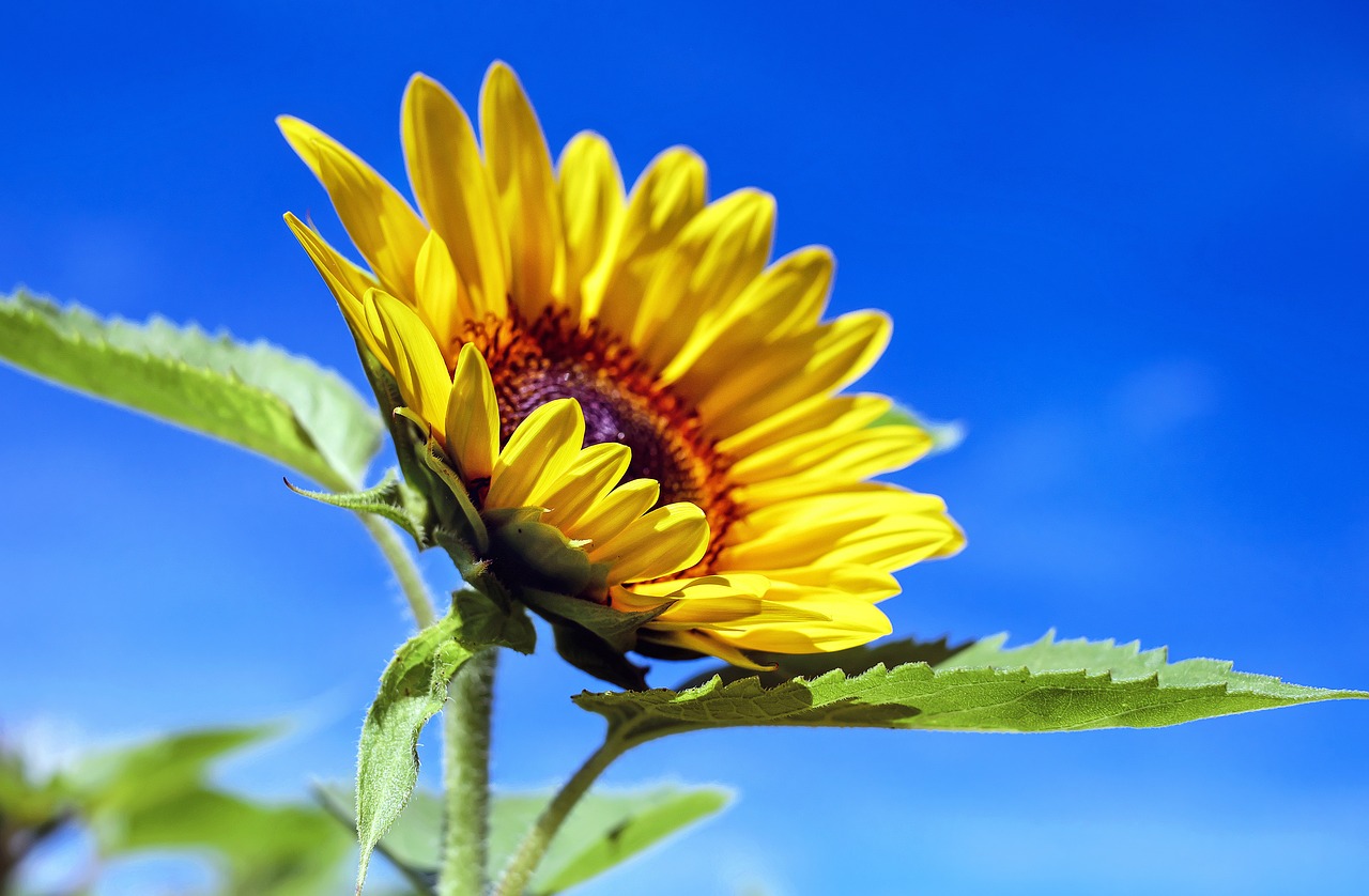 A cheerful sunflower