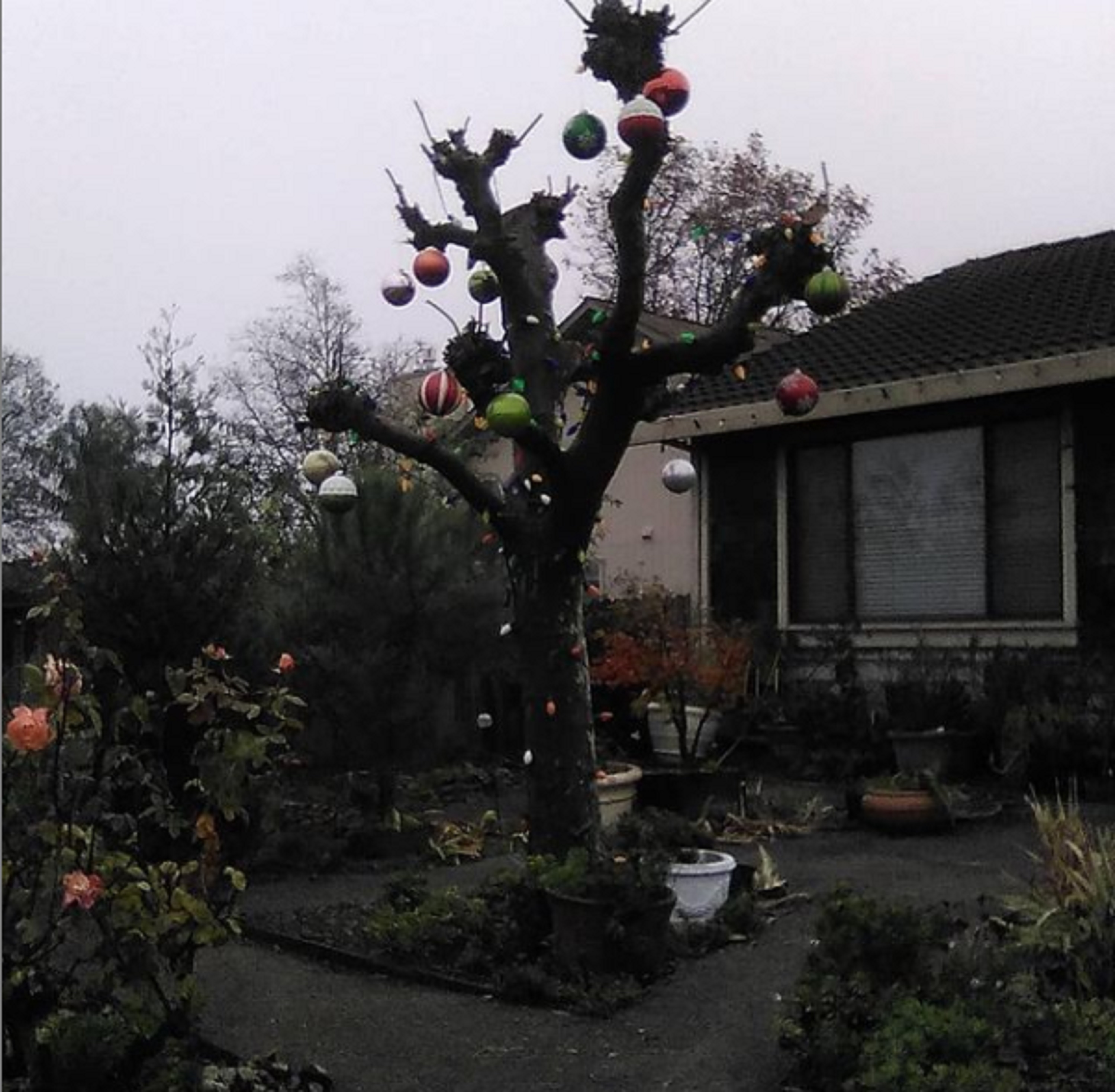 Tree in my neighbor's yard 12-12-20 Tree in my neighbor's yard 12-12-20