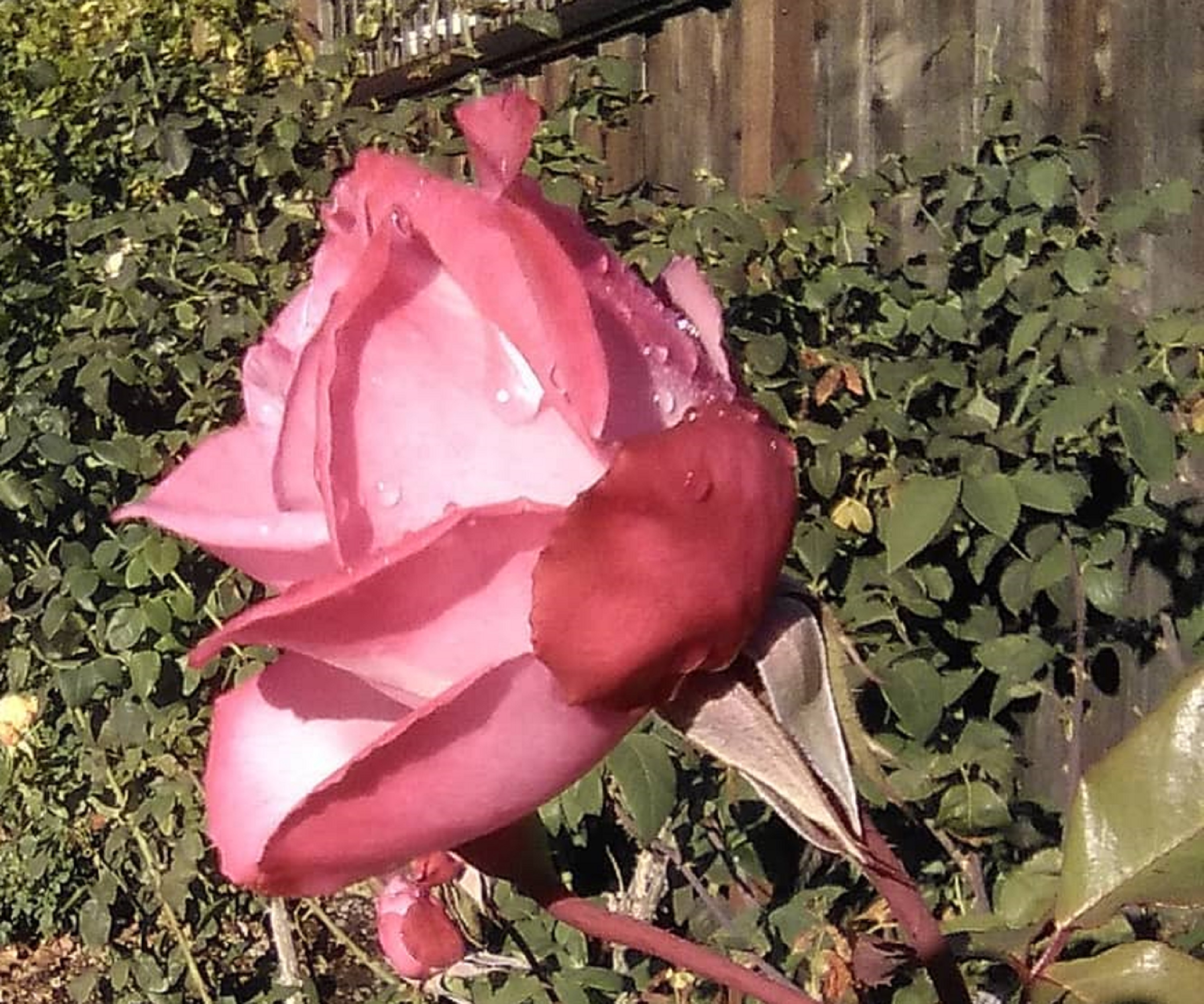 Photo taken by me on my second walk today.