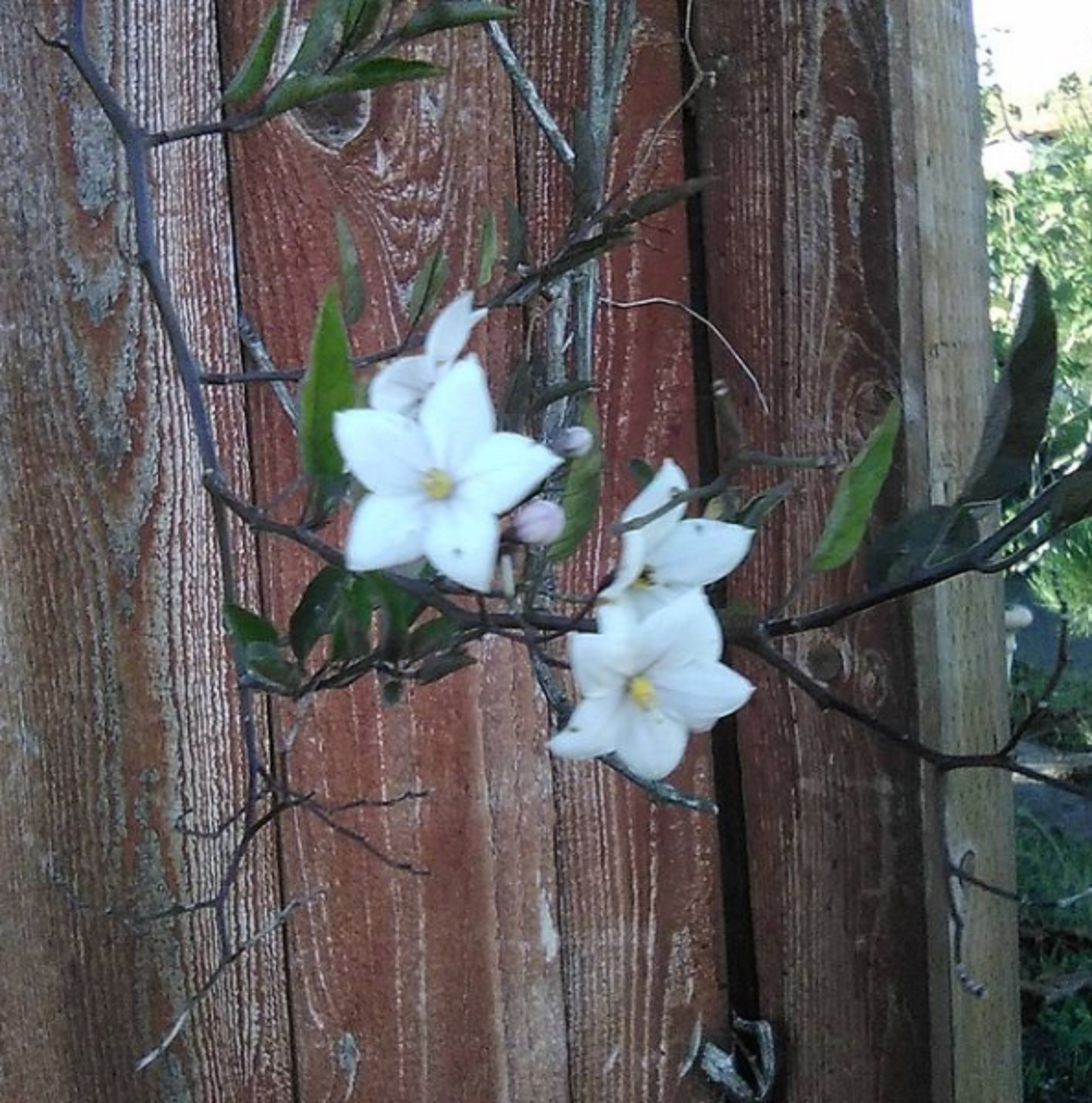 Photo I took with my phone on my solo walk today 12-22-20 Photo I took with my phone on my solo walk today 12-22-20
