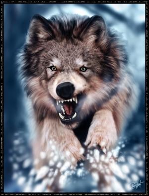 Wolf,  - WOW! Just look at his eyes! They are so very powerful! It is amazing on what you can see in those eyes!
