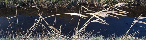 wind blowing reed