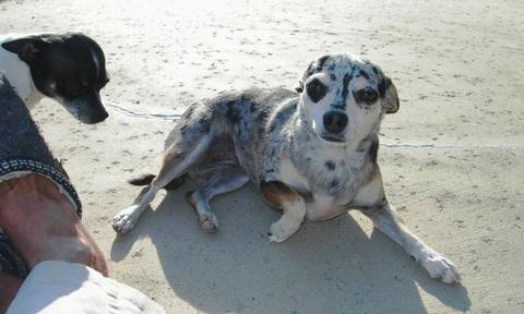 Rita is so sweet. - Rita is a female chi. She is so sweet and loving.