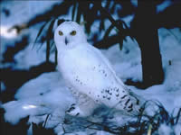 What an animal..... - I could sit and watch Owls for days!  There is just something about these things, they are so mystifing!