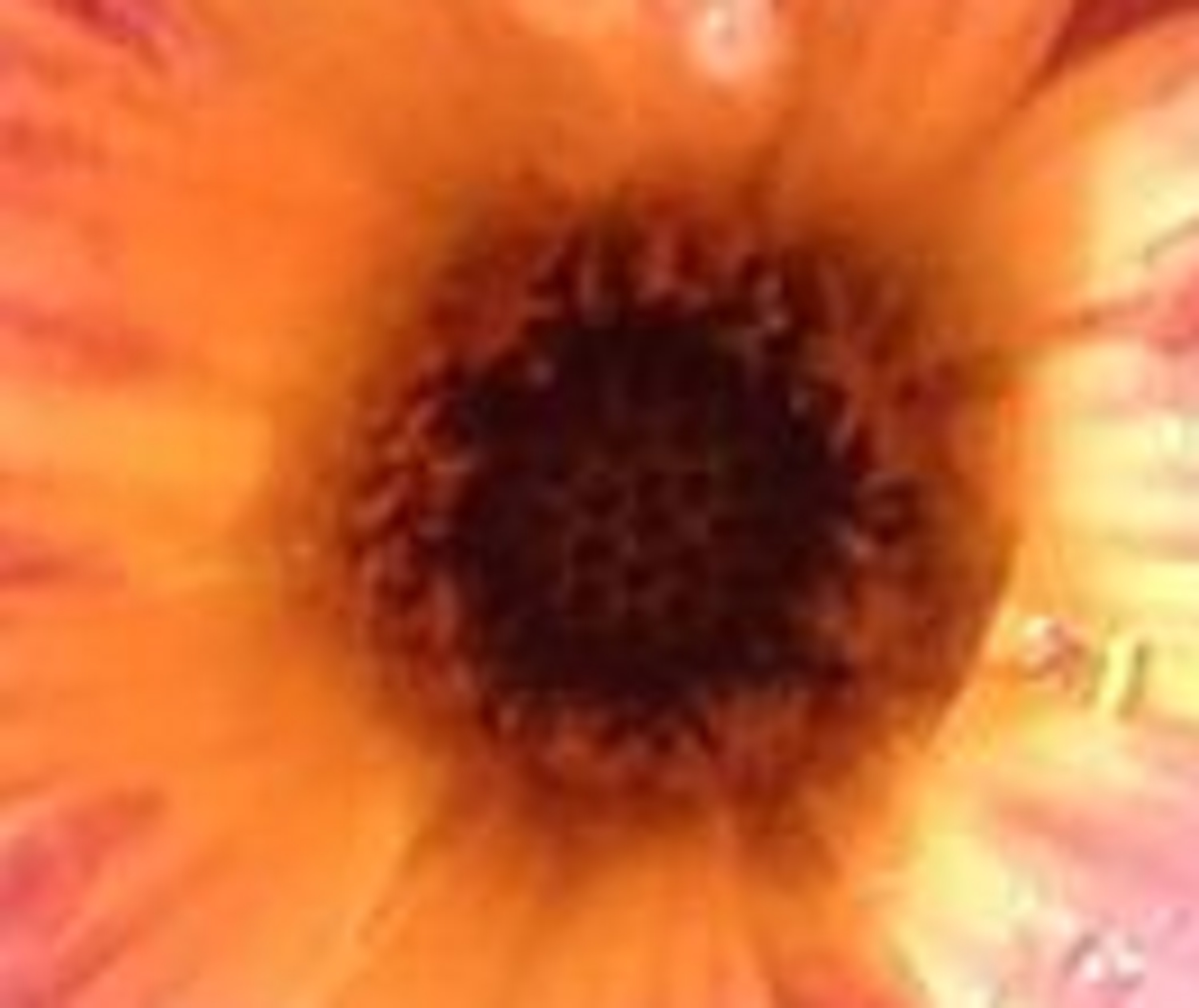 Photo taken by me and cropped on Microsoft Paint