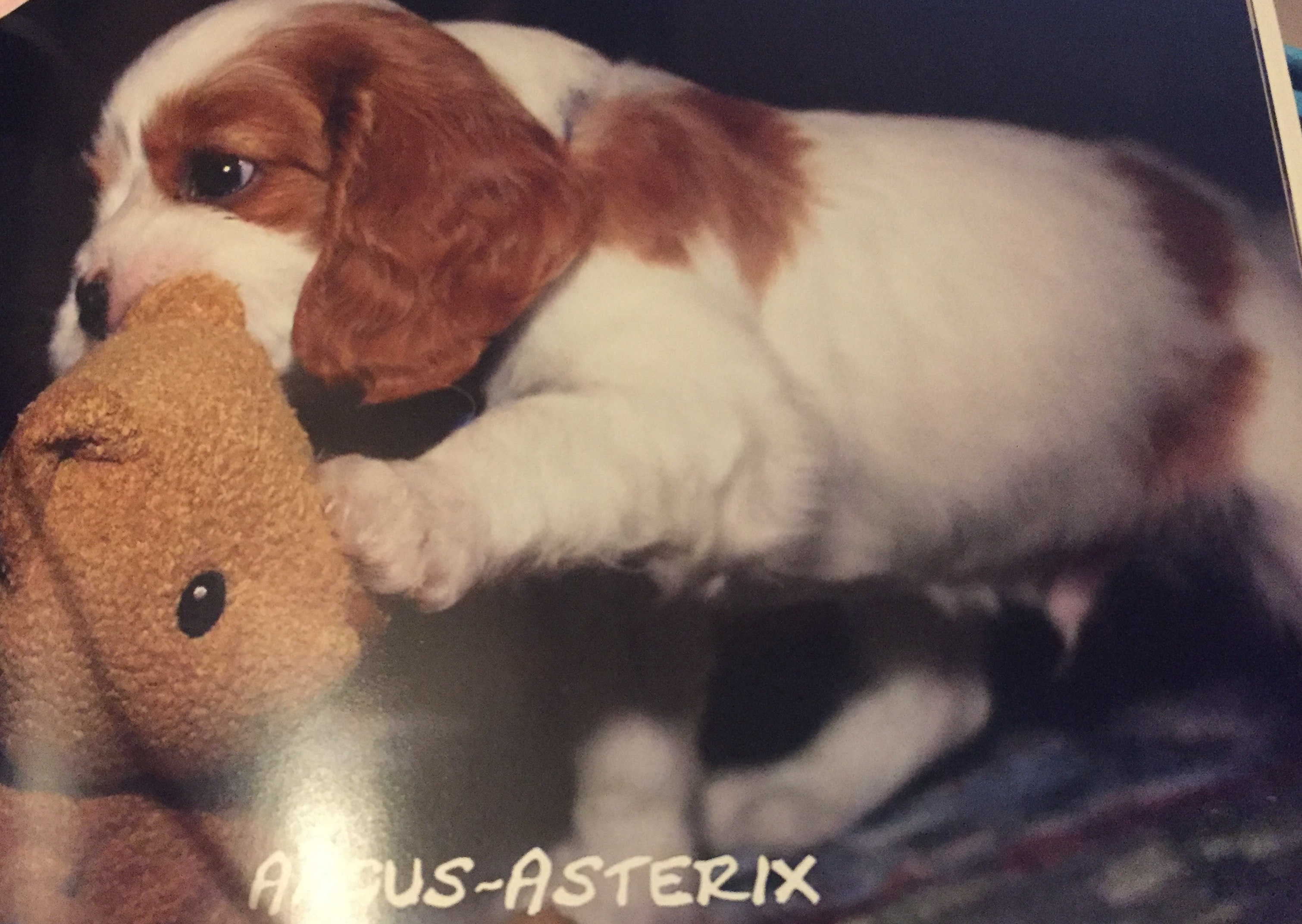Puppy Angus Puppy Angus