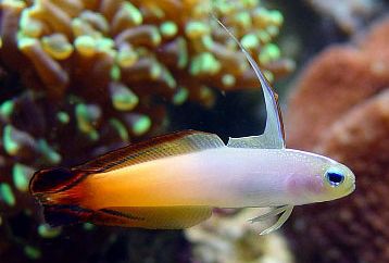 firefish goby