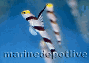 Helrish's goby
