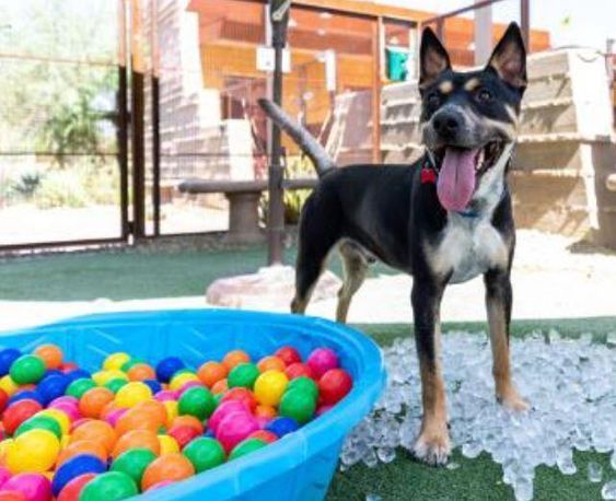 Male mixed breed dog Sarge gets adopted by a loving family in Arizona Male mixed breed dog Sarge gets adopted by a loving family in Arizona